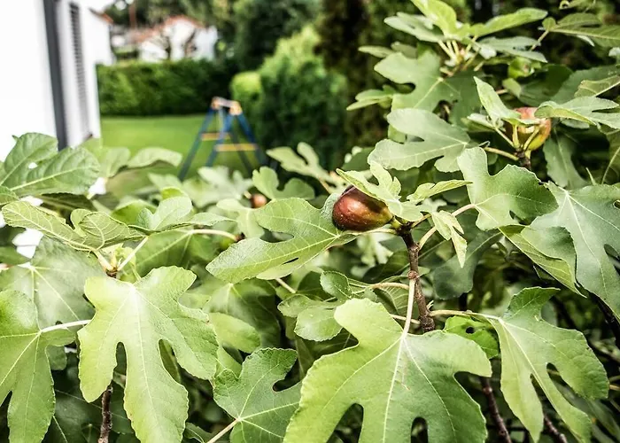 Pouringraz Fuer Kunst- Und Tennisliebhaber * גראץ